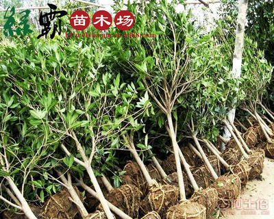 【基地大量供应精品桂花树苗丹桂金桂规格齐全枝繁叶茂叶面光亮】沭阳县新河镇新槐居委会绿霸苗木场 - 产品库