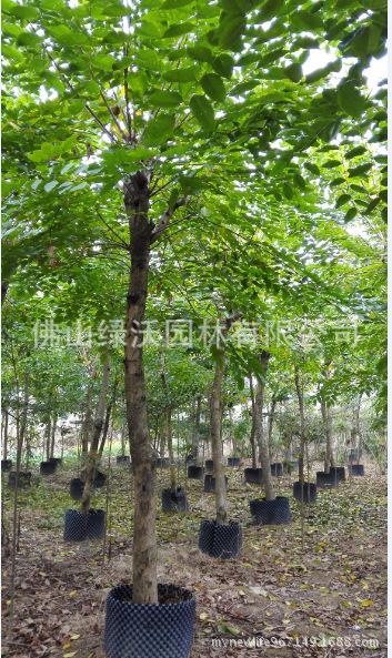 淡季促销价出售12-13公分移栽印度紫檀树,园林工程苗木,绿化树
