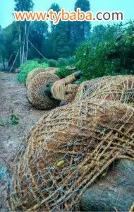 包树根网 树木移植网 护根打包树头铁丝网 苗木移植专用树根网图片 金属制品网