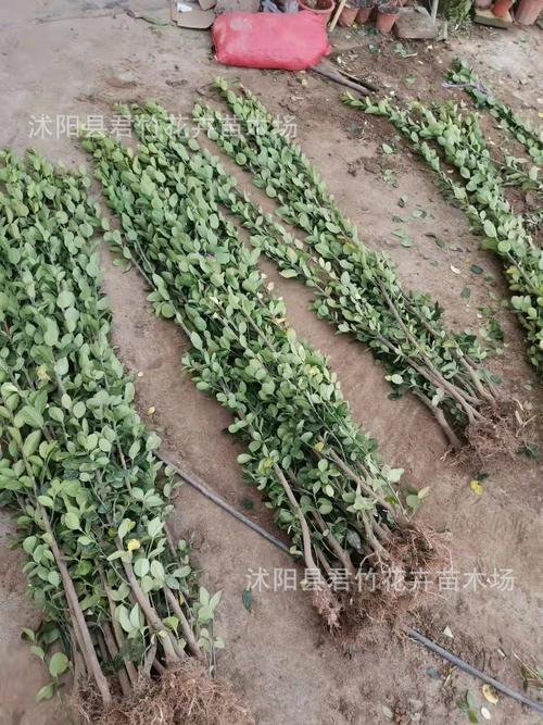 绿化苗木行道树绿篱植物大叶黄杨苗北海道黄杨冬青苗四季长青