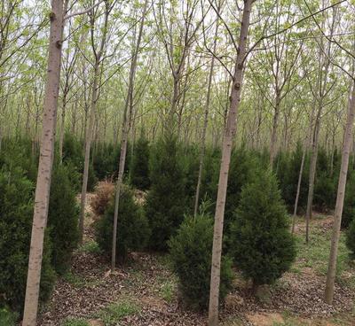 速生白蜡 绿化树 白蜡树 白蜡种植基地 厂家批发