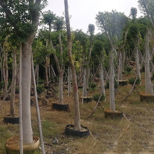 正宗小叶榕树苗四季树苗庭院南北方绿植风景树地栽高山大榕树包邮