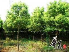 江苏草坪苗木精品供应江苏栾树 3 8公分优质栾树 栾树小苗