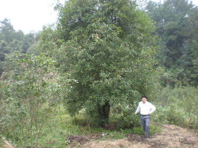 咸宁桂花镇茂林苗木基地 